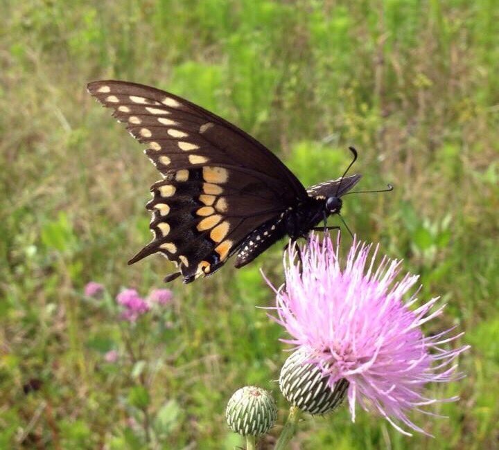 fl_nativegarden's tweet photo. #blackswallowtail on #floridanative #cirsiumnuttallii https://t.co/eKg4JwUUlF