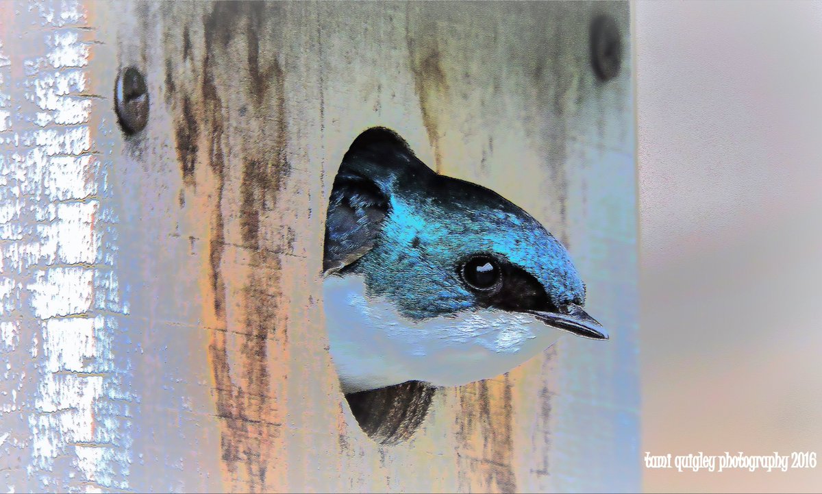 Peek-A-Blue tami-quigley.pixels.com/featured/peek-… #wildlifephoto #greetingcards #canvas #metal #prints #wallart #walldecor #photo