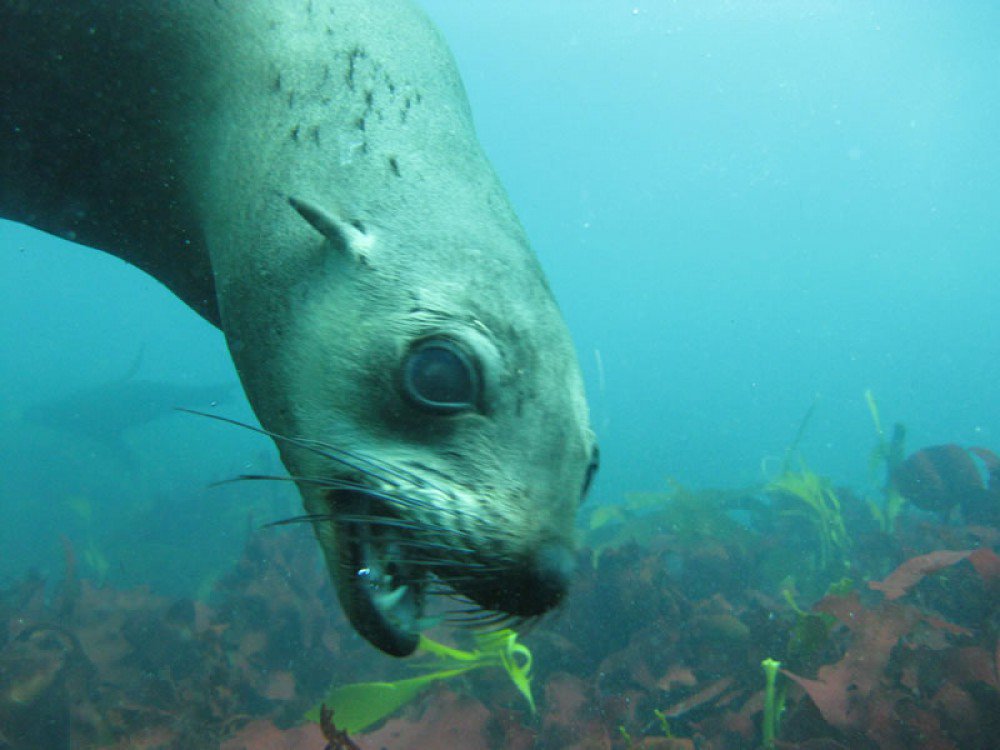 ITBlueScuba's tweet photo. Playful or angry?  I'm not even sure ;)  #ITBscuba https://t.co/1c692WmHEQ