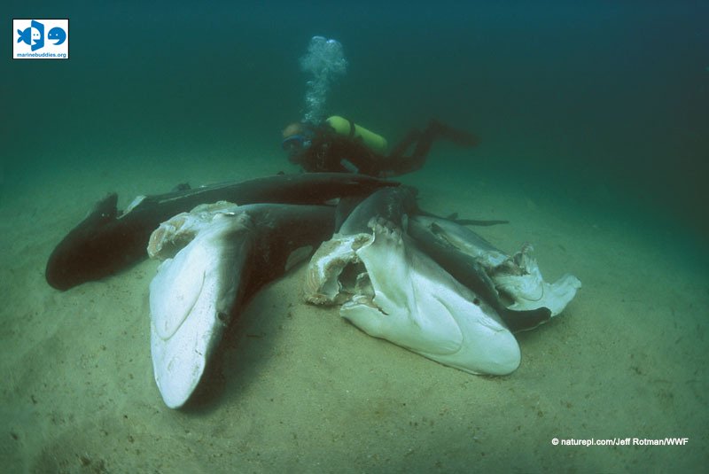 Menolak mengonsumsi sirip ikan hiu atau organ hiu lainnya merupakan aksi bijak yg bagi para penikmat seafood