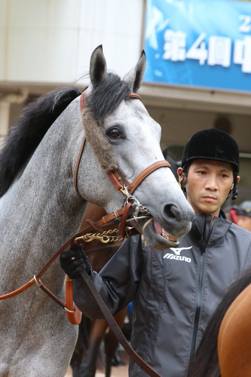 Kajiko على تويتر 9月18日中山11rセントライト記念 7着 マウントロブソン 川田騎手 こんにちは 最可愛い芦毛馬 リアルシルバニアファミリーことアイドルホースのマウントロブソンです Jraさん 僕の等身大ぬいぐるみ作ったら売れると思います