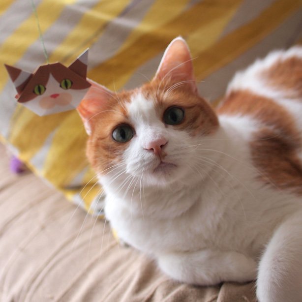 Catchy_boutique's tweet photo. Do we look alike?
Check out⇒
https://t.co/1jG7aEdMMy
#CatsOfTwitter #catpictures #kitty #cutecat #fluffcat https://t.co/iuUSA9nFUk