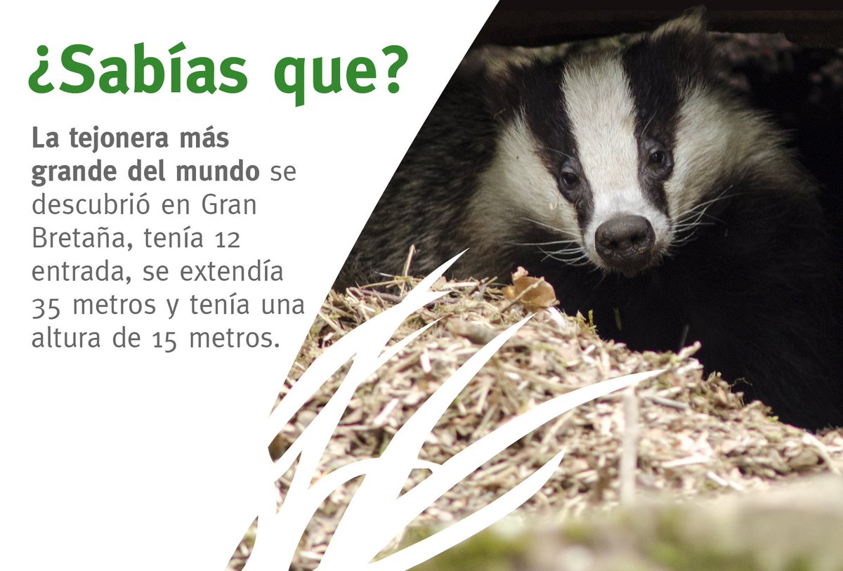 FBiodiversidad's tweet photo. Su interior está dividido en habitaciones con funciones específicas, desde dormitorios hasta baños para defecar. https://t.co/EgBUVFjHml