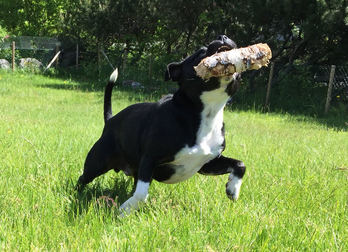 TvillingeneB's tweet photo. Look at me! 
#dogs #dogslife #dogsarefamily https://t.co/aHf2lW2xkD