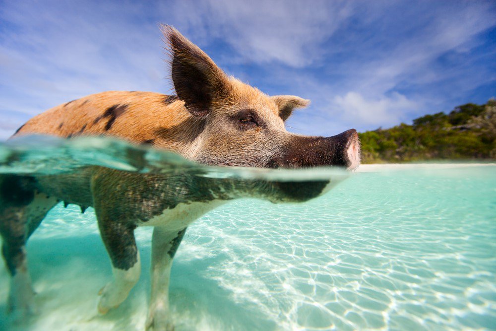 Aux #Bahamas, on peut nager avec des cochons ! 🇧🇸 🐖 okvoyage.com/2258-bahamas-n… <a href="/VisitTheBahamas/">The Bahamas</a> 
<a href="/IlesdesBahamas/">îles des Bahamas</a>