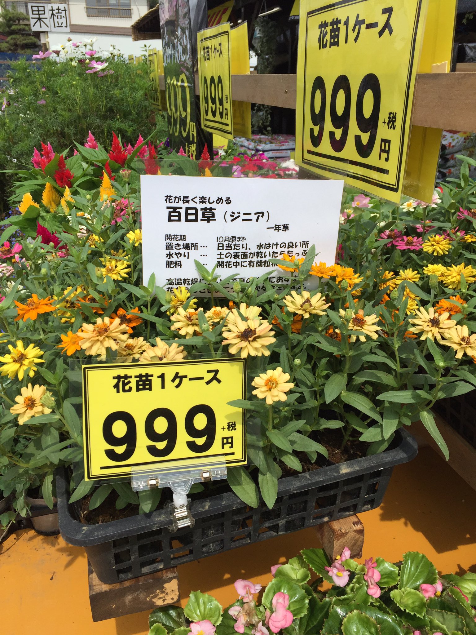 Twitter 上的 居寝りパンダ Junritaira 土曜日には 綾瀬市の落合小学校の道の反対側にある ベルフラワー という お花屋さんへ母を車に乗せて行き 花苗をケース買いました 帰宅して 母は玄関先に植えました T Co Lhlrd7o0yf Twitter
