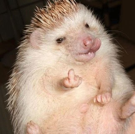 mcavoy as animals (@mcavoyasanimals) on Twitter photo 