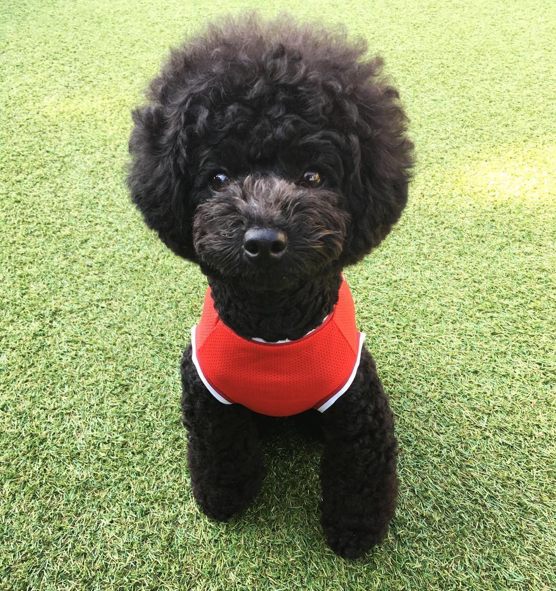 QYoniq's tweet photo. [#Yoniq Event Review]
YER STORY
레드 이벤트 당첨자후기

더 많은 후기는 인스타그램에서 만나보세요
▶인스타그램 바로가기:https://t.co/s6ns2HyYlC  
#반려견 #강아지 https://t.co/6Ip1aWDmhn