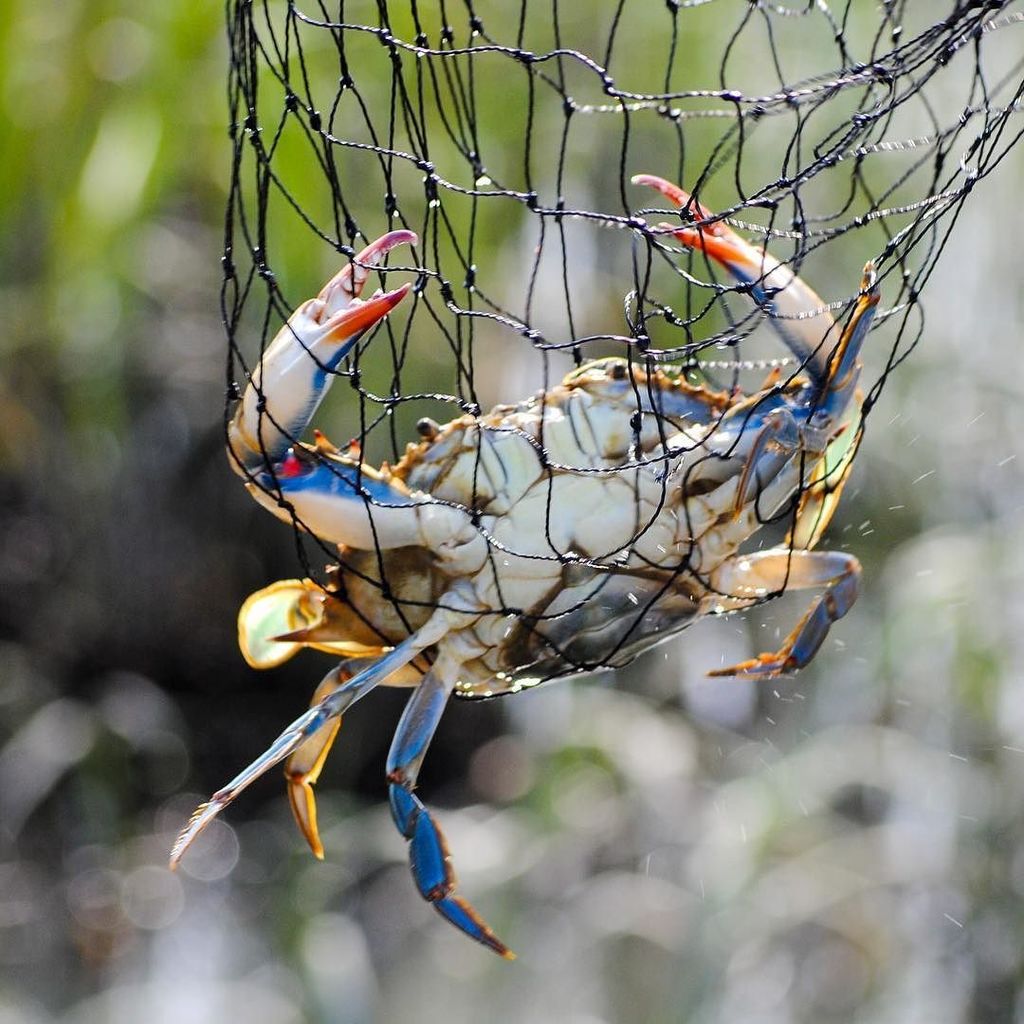 OEMCreative's tweet photo. Catch and Release. It's fun to catch these blue crabs on hand lines, no matter how old you… https://t.co/tY7LDWrNzC https://t.co/WF5ICJ2omh
