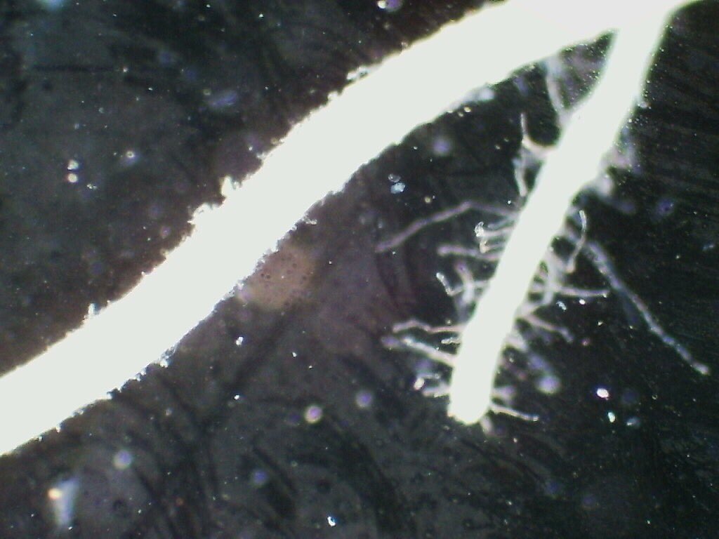 Good root right,plenty of root hairs and bright white,dysfunctional left,epidermis sloughing off #MicrographMonday