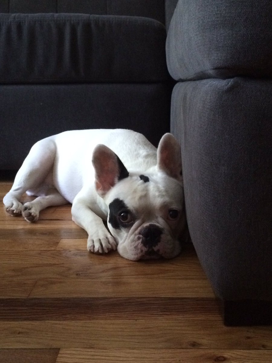 criselement's tweet photo. #munkie https://t.co/Ms6nVlcXnt