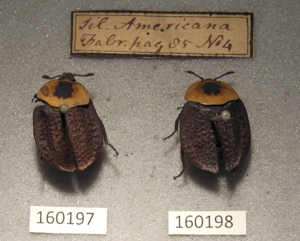 weebeastie75's tweet photo. Digitising #18thcentury #coleoptera incl. #Silpha sinuata and S. Americana, curated by Fabricius @hunterian https://t.co/drpbRtsLBD