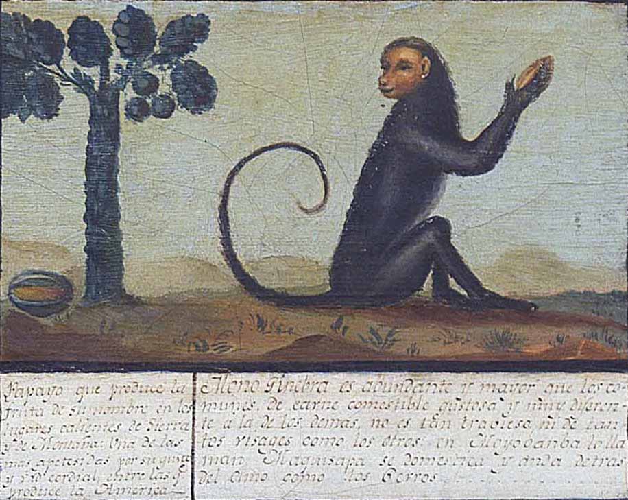 MNCN_Col's tweet photo. #BotanyMonday The fruits of papaya tree are eaten by monkeys. #MNCN #QuadrodelPeru #SciArt https://t.co/vDIsiqHwU0 https://t.co/IAsJAHrPYU