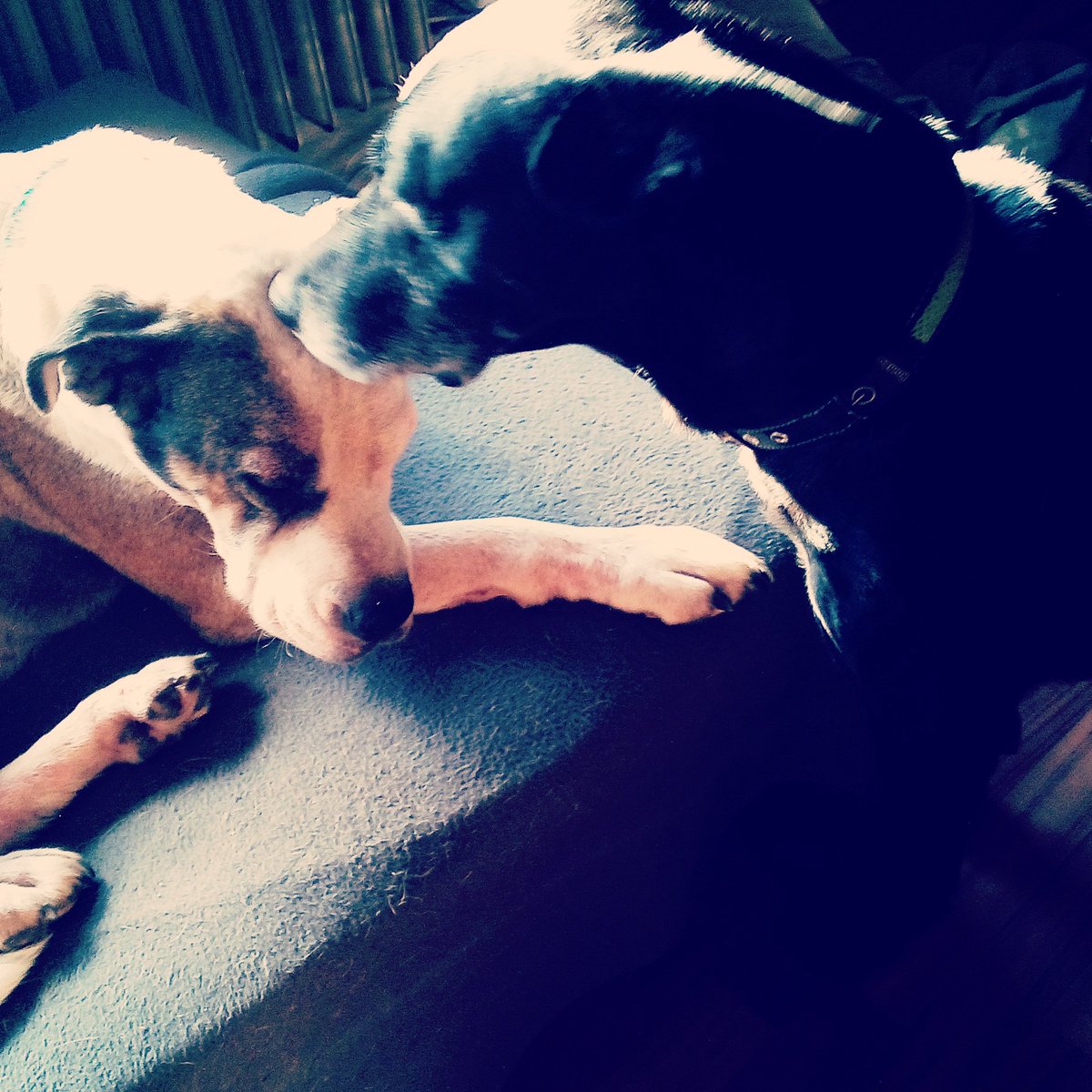 Hier braucht keiner #mondaymotivation -  hier gibt es #agenturhunde! #bürohunde und LIEBE! <3