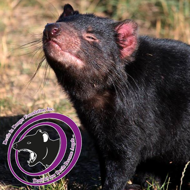 DIDFinc's tweet photo. #DYK? #Tasmaniandevils can smell rotting flesh from between 10 and 15km away! #tassiedevil #tasdevil #endangered https://t.co/3rfLmZMYeW