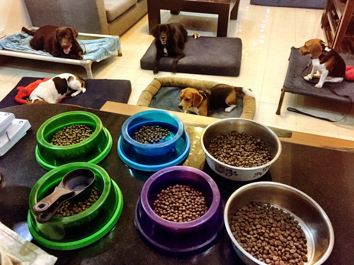 canineworld's tweet image. All the pups chilling on place, whilst we prep some dinner! #phuketdogtrainer #calmdogs #dinnertime #traineddogs