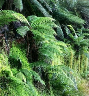 ecoticiasRED's tweet photo. Descubren un mecanismo que permite a las plantas responder a la humedad del suelo https://t.co/zXKFeqBxJb https://t.co/ROoXGOdgO2