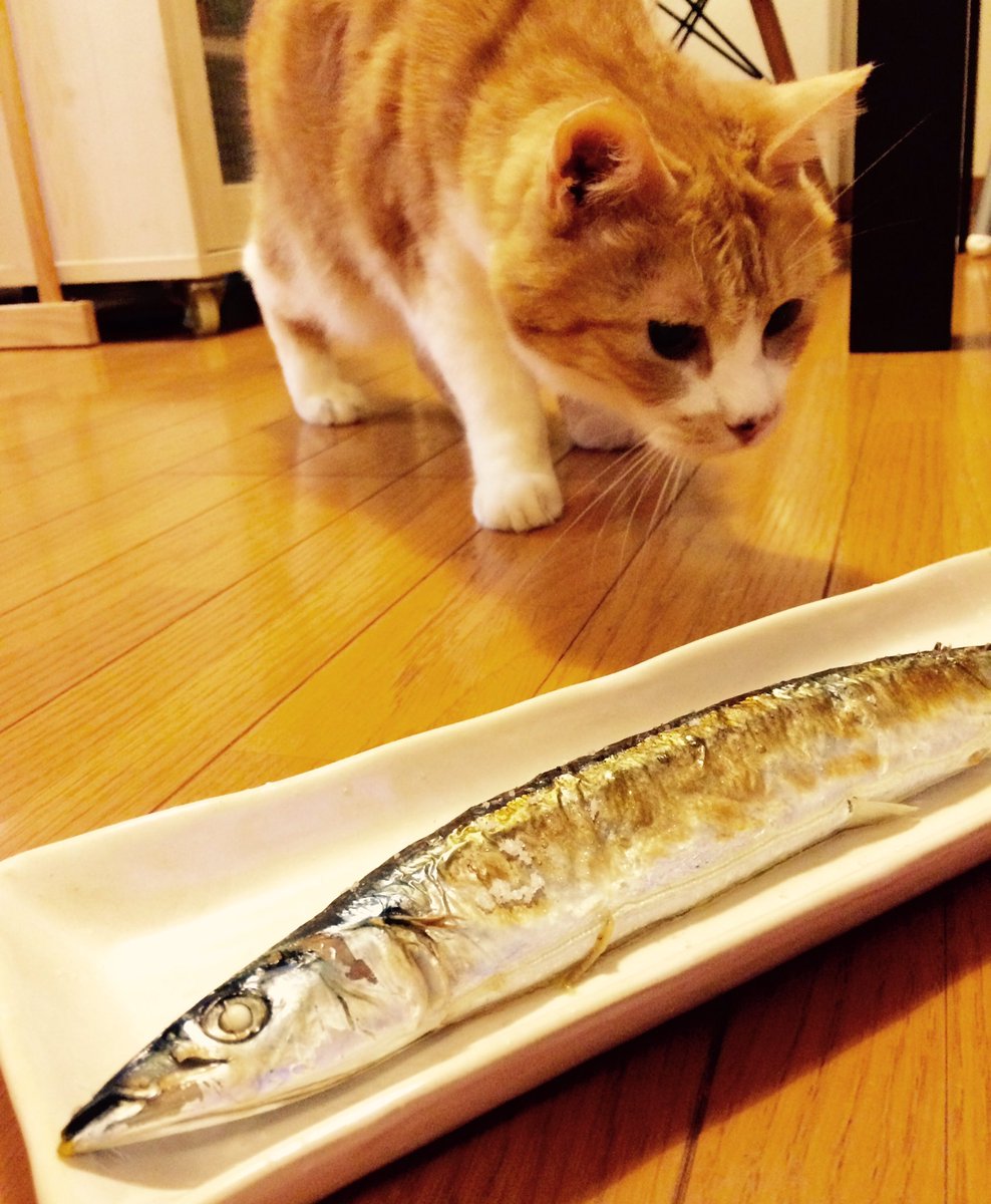 Kawano_Nyanni's tweet photo. 女川からやって来た秋刀魚。
秋刀魚祭いぇ〜い！！ https://t.co/vohjwxgR2v