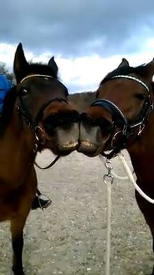 Well, that takes "horsey kisses" to a new level... #acton #eriksongrainmillinc pbxx.it/np0Iwy