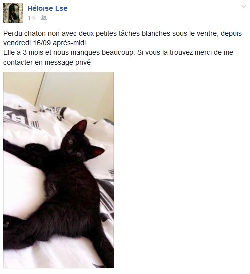 #FermeBaumet #Pierrelatte : chaton noir trois mois perdu depuis vendredi. #RT please #chat #perduchat #chaton