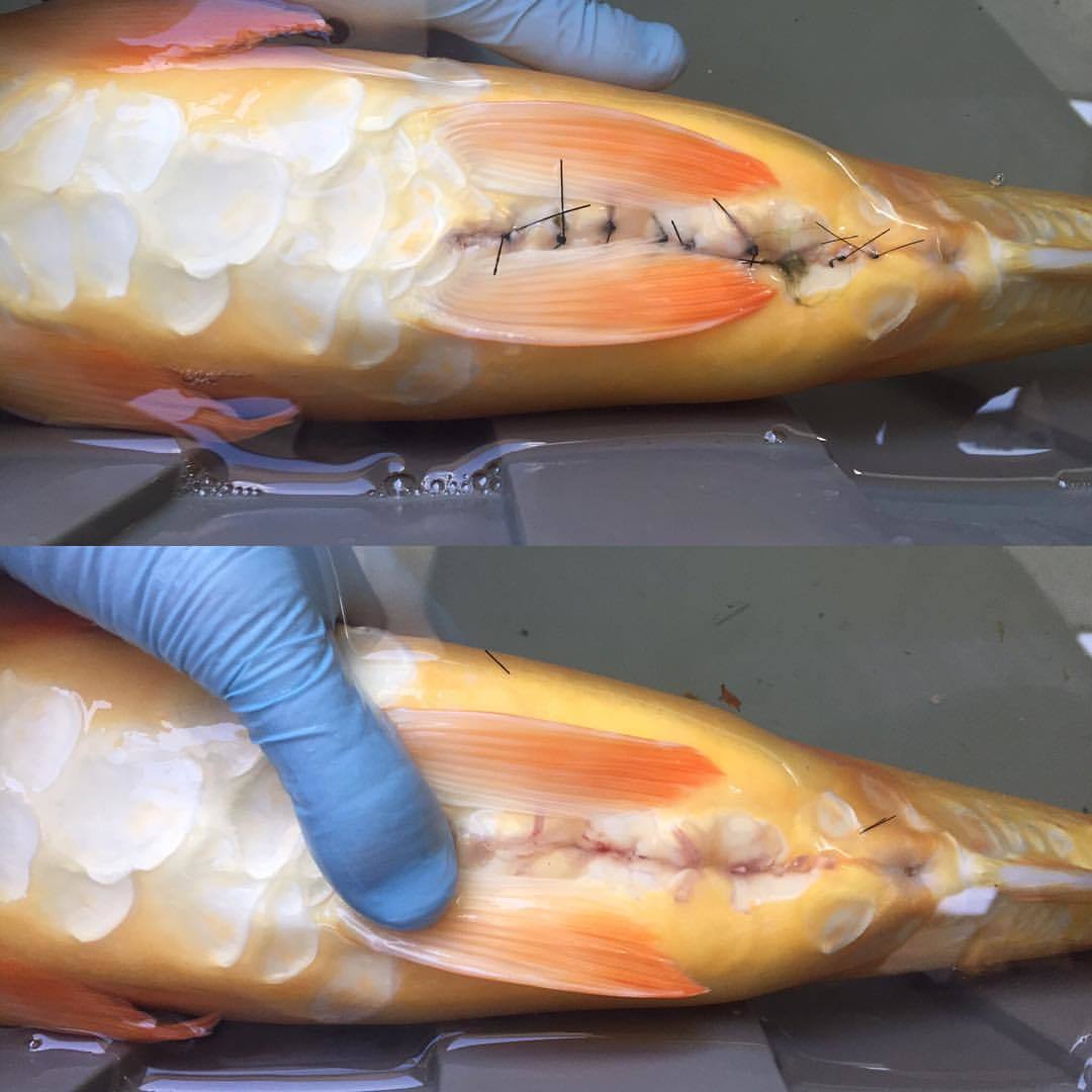 cafishvet's tweet photo. Did you see our surgery patient last week? Just got his stitches out and he looks great! #fishsurgery #fishvet #koi https://t.co/BpF9OXjRvn