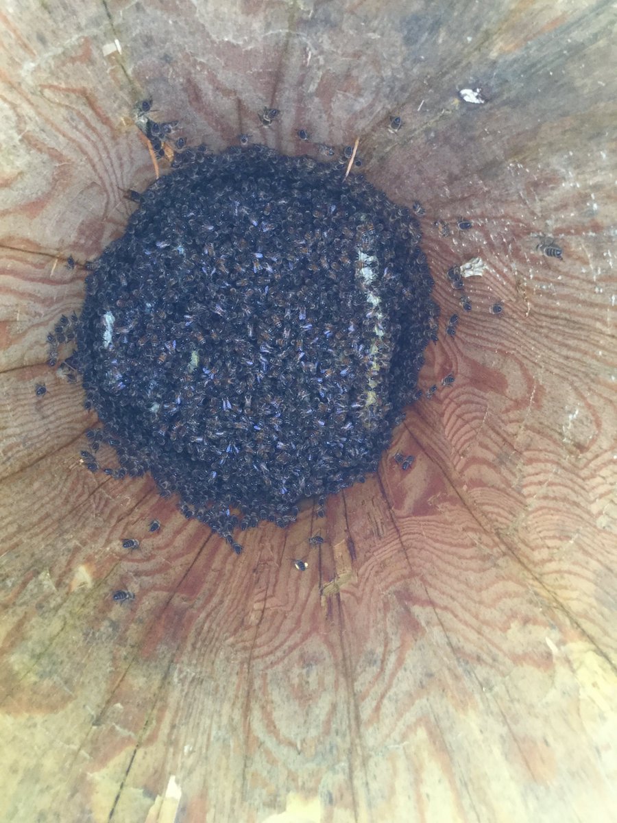 NaturalBeeTrust's tweet image. Life in a log hive
#bees 
#treebeekeeping