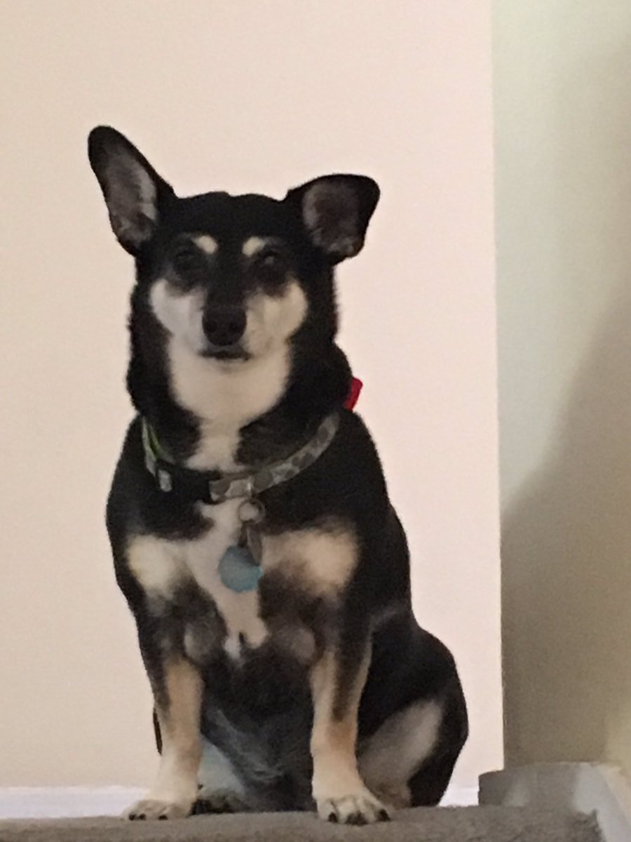 TravelingPlum's tweet photo. #PetsofSAP https://t.co/DBteb693kQ