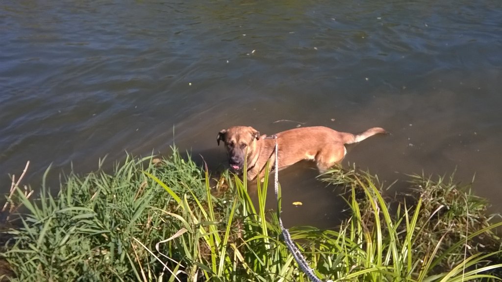 GLocarni's tweet image. #Relax #Eracle #razzacanile #unodifamiglia