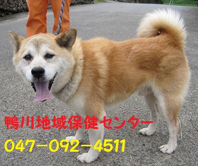 miwa_www's tweet photo. 【#千葉県　#鴨川市　#柴犬　茶　保護情報】
収容日9月16日
収容期限9月23日
管理番号　鴨川160916
収容場所　#宮山
おす、中型　首輪青
健康福祉部安房健康福祉センター鴨川地域保健センター 
#迷子犬　#迷い犬　https://t.co/aRXLCgEjgB
