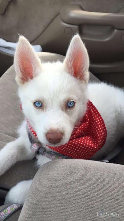 BellosAnimales's tweet photo. Buenos días, amiguines, espero que tengan un hermoso inicio de semana.
Miren estos ojos 😻😻😻 https://t.co/XQXGY00ujL
