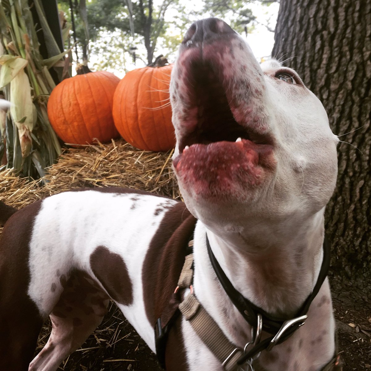 It's a movement! #Meeksneedamutt! <a href="/nikkimeeek/">Nikki</a>