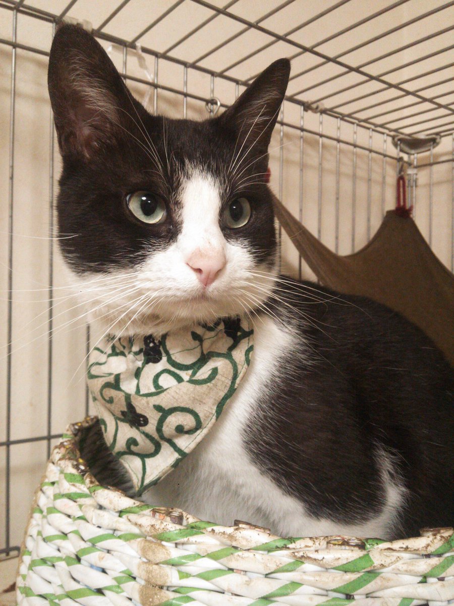 トキトさん tweet media