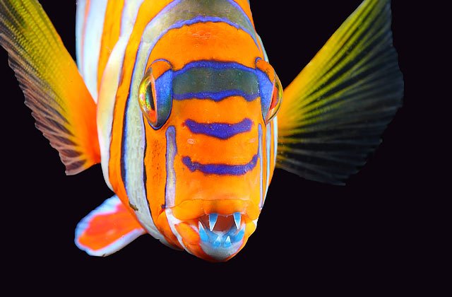 NatlAquarium's tweet photo. Our Animal of the Week is the carnivorous Harlequin Tuskfish. Check out those chompers! https://t.co/Nwo9WlwkUx