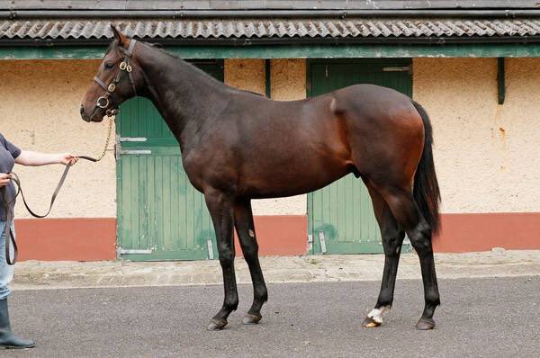 Chinahorseclub's tweet photo. Emmaus very good on debut for @varianstable a stunning colt with pedigree to match. #seriouscolt https://t.co/53eYfnLMAi
