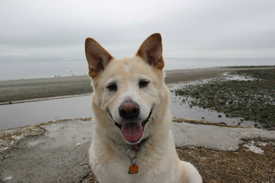 DogsofVictoria's tweet image. Merry Monday &amp;amp; a Happy New Week from @DogsofVictoria  #yyj #dogsoftwitter #vancouverisland