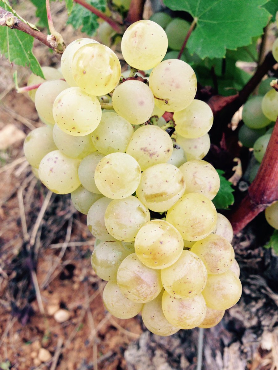 Pluie salutaire ce week-end sur nos #Beaune 1er cru "Les Marconnets" @Bouchard_Aine #vendanges2016