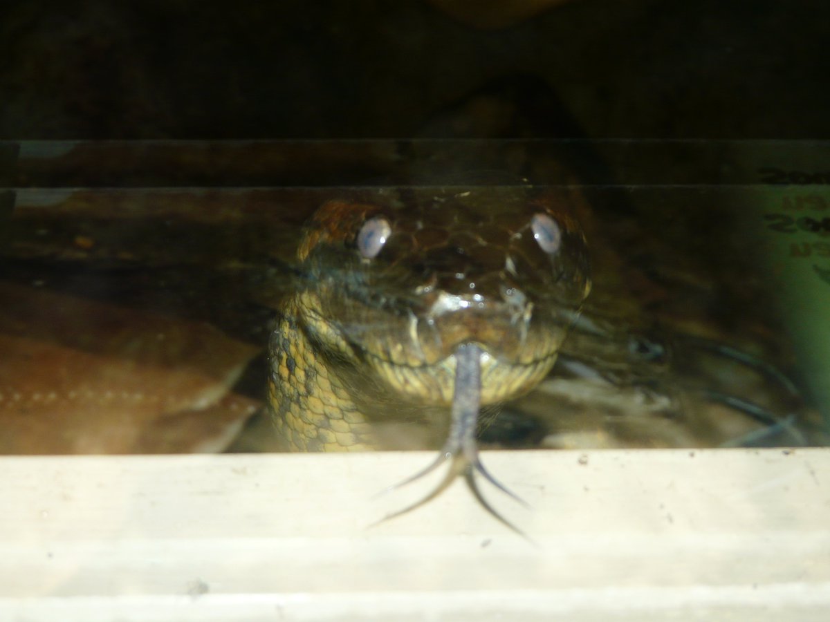 Leolupus's tweet photo. This would've been a frickin' adorable picture if only it was in focus. #stupidcamera #anaconda #snakes https://t.co/759aPo5jsN