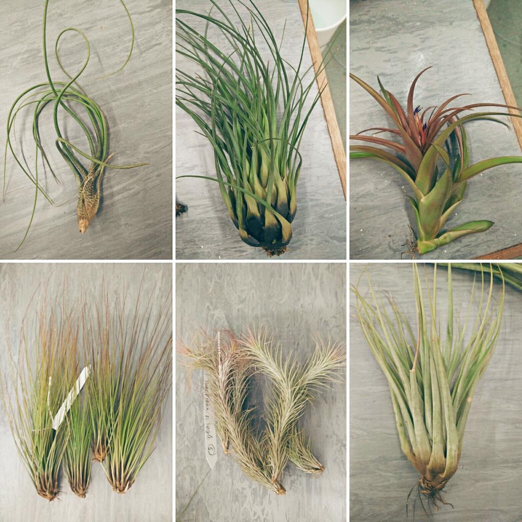 batkesp's tweet photo. My epiphytes have arrived from Central America for my @IrishResearch project. @UCDSBES @PEAC_UCD #CloudForest https://t.co/zSz2q1CjcI