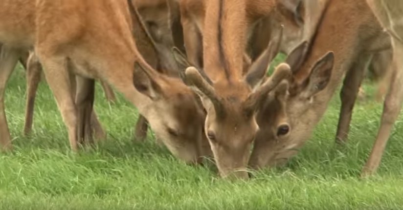 Meet the herd of deer at <a href="/FenFarm/">Fen Farm Venison/Fen Farm Airgun Range</a> in this clip of #LincsKitchen at <a href="/LincolnCastle/">Lincoln Castle</a> ow.ly/ZXxE304lCq8