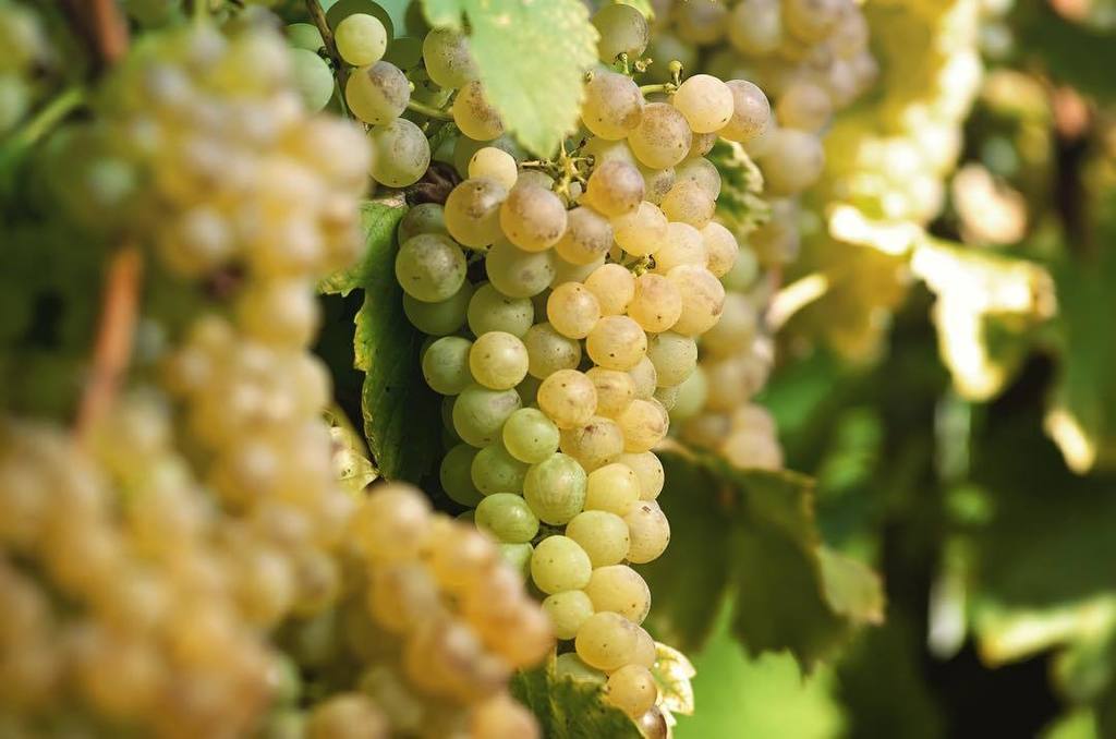 Lo sapevi che il mosto d'uva può aiutare a curare le infezioni delle gengive, grazie ad alcuni composti che si form…