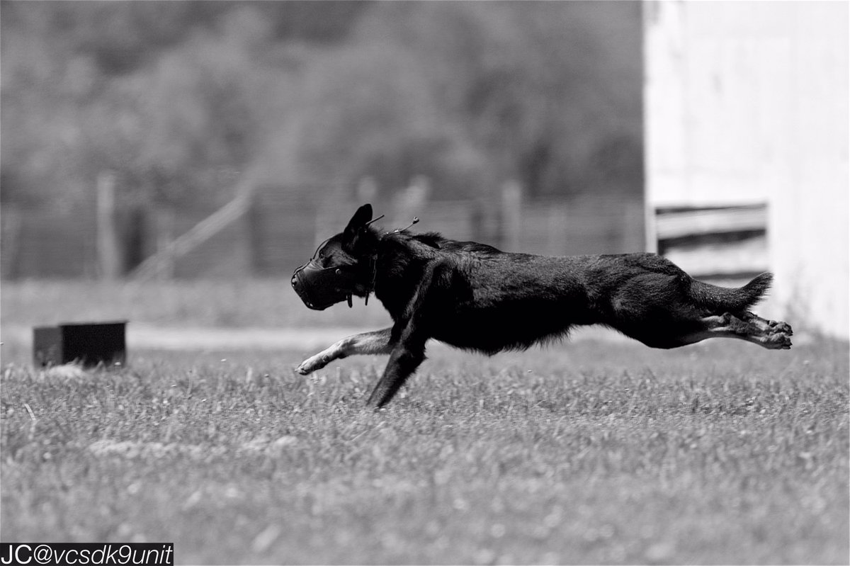 vcsdk9unit's tweet photo. Sometimes we put our #K9partners in muzzles so they learn to use their bodies & not just rely on their teeth! #Dano2 https://t.co/b1BScTNQjg