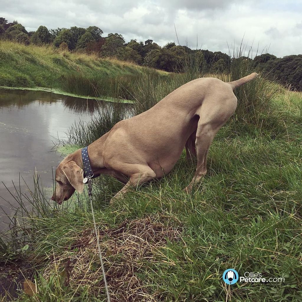 olliespetcare's tweet photo. Welcome back Charlie from his holidays!!! 👍🏻🐶💚👀 Straight into things today.... Lol #opcharlie #weimaraner #dogs https://t.co/4Ts3QICP4n