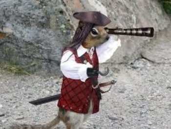 MSSquirrels's tweet photo. YO HO, YO HO A Pirate Squirrel Life For Me #ShriverMeTimbers
It's national talk like a pirate day! #NutTreasure4Me https://t.co/cEJN3jPXWt