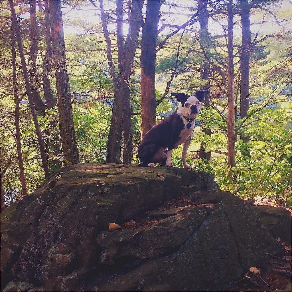 cshoughton's tweet photo. From our walk around lake Wintergreen on Saturday. #bostonterrier #dog #bostonbeagle #hiking https://t.co/0EOqNtPOJP
