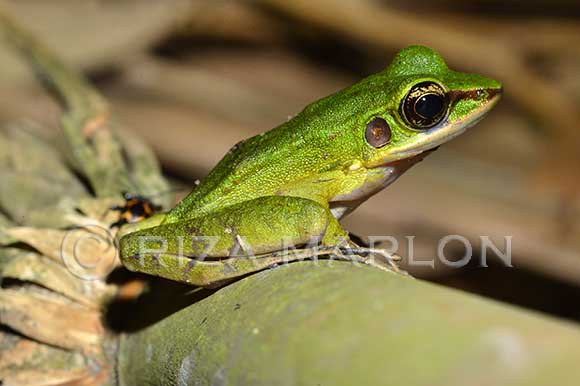 Jenis-jenis katak di INDONESIA