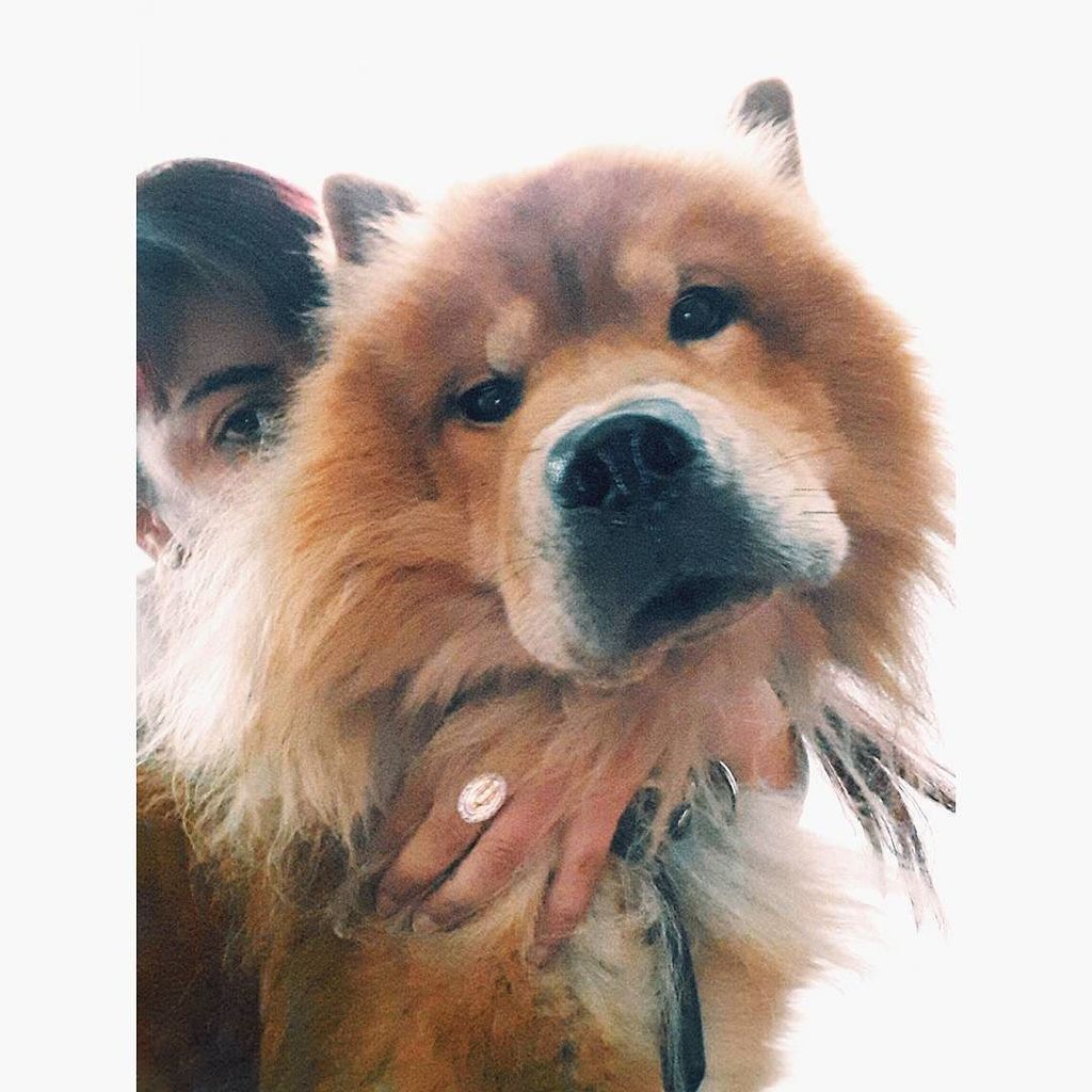 perrosdearg's tweet photo. https://t.co/7DYpvJxtUe "Hola! Quiero presentarles a mi amigo Said,un chowchow de once años. Llego a
mi vida muy c… https://t.co/vC1T5q3PMW
