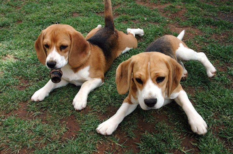 annecain218's tweet photo. Beagle sightings ALWAYS make my #day! Happy #Monday ❤️ #beagleaddict https://t.co/TIwSTMZtfg