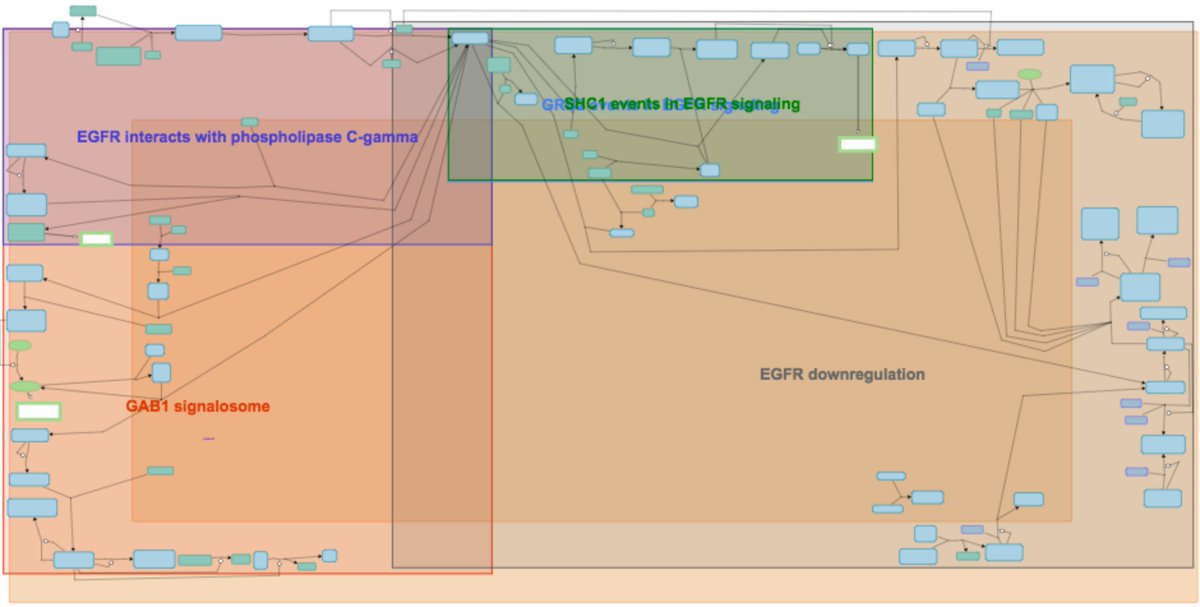 reactome's tweet image. Model of the month @biomodels - our version of EGFR signaling goo.gl/iSk3of #usereactome