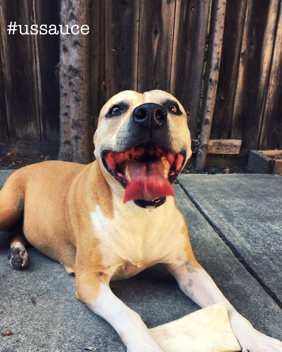 ussauce's tweet photo. This girl right here ❤️#ussauce #eathot #hotsaucelovers #pittys #pitbulls #welovedogs #chicago #cali #dogsoftwitter https://t.co/M1xhhX54wE
