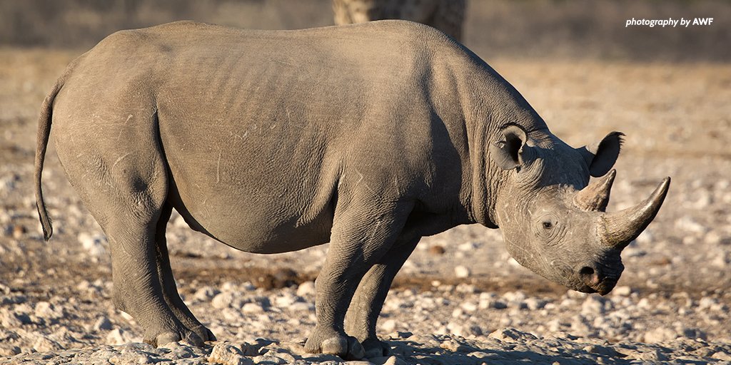 rhino number of passes rhino number of passes
